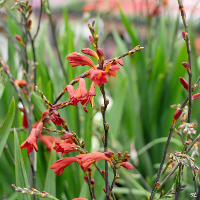 2487-crocosmia-1.webp Crocosmia