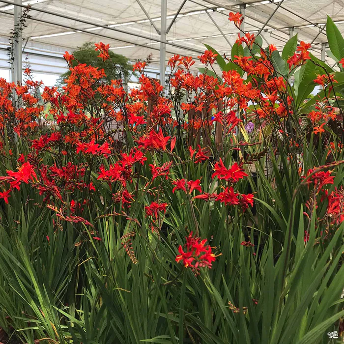 2487-crocosmia-2.webp Crocosmia