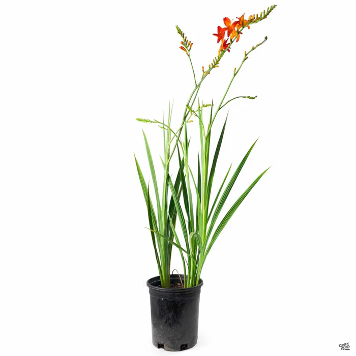 2487-crocosmia-3.webp Crocosmia