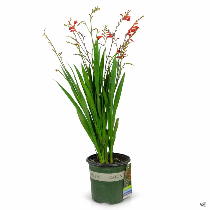 2487-crocosmia-4.webp Crocosmia