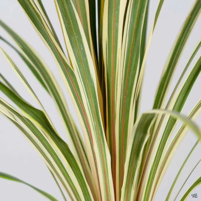 Cordyline 'Torbay Dazzler'