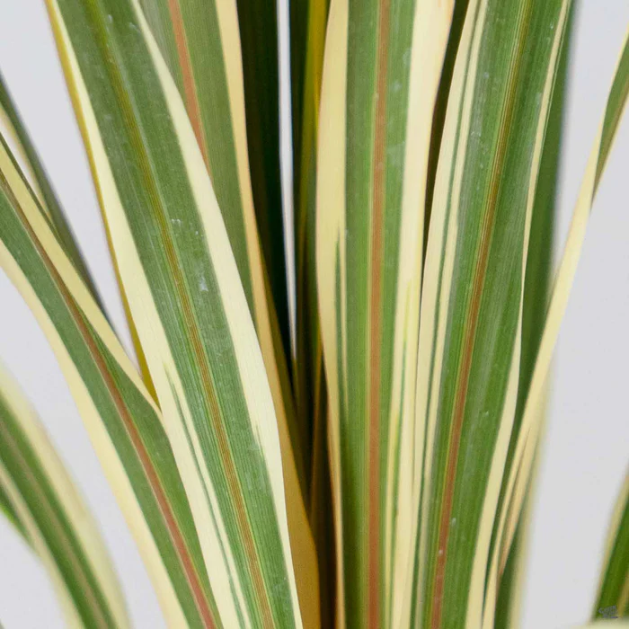2490-cordyline-torbay-dazzler-2.webp Cordyline 'Torbay Dazzler'