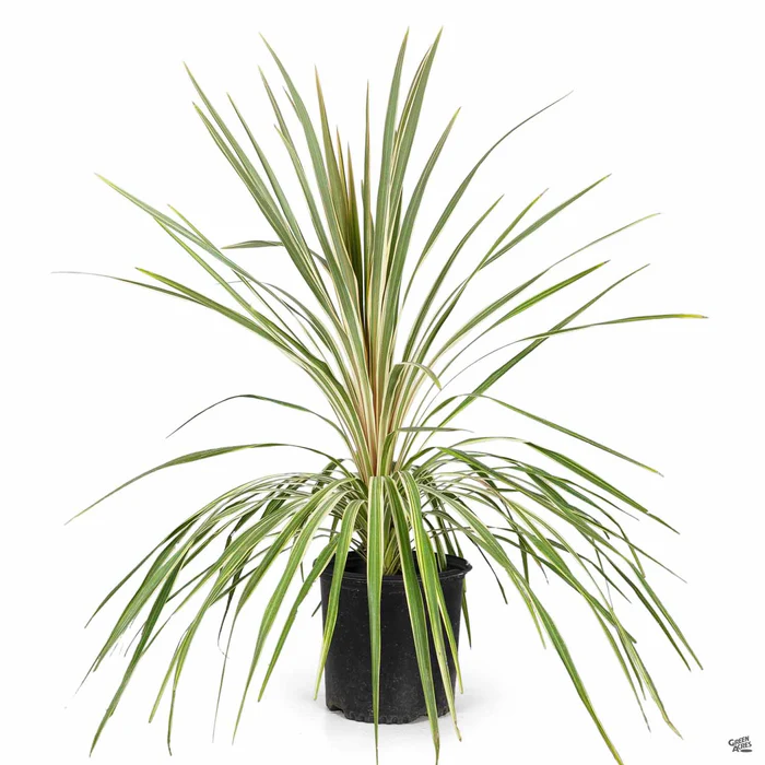 2490-cordyline-torbay-dazzler-3.webp Cordyline 'Torbay Dazzler'