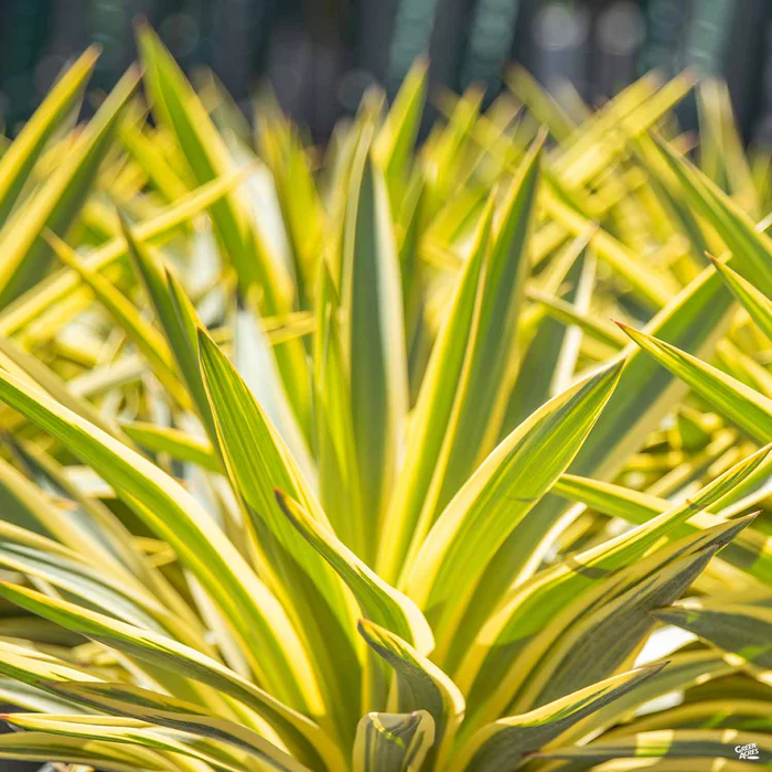 2497-yucca-bright-star-1.webp Yucca 'Bright Star'