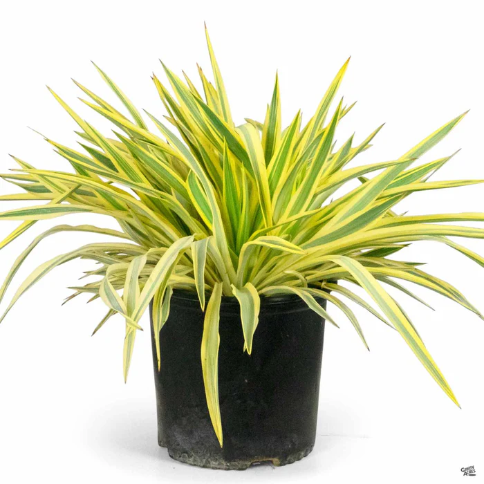 2497-yucca-bright-star-2.webp Yucca 'Bright Star'