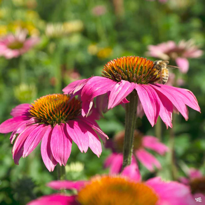 2498-powwow-wild-berry-coneflower-1.webp PowWow Wild Berry Coneflower