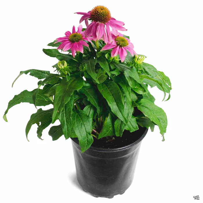 2498-powwow-wild-berry-coneflower-2.webp PowWow Wild Berry Coneflower
