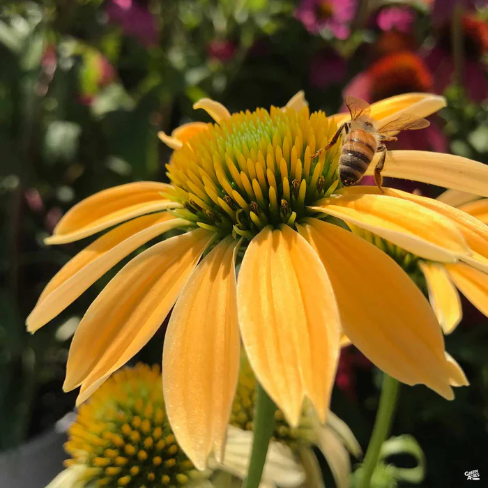 Cheyenne Spirit Coneflower