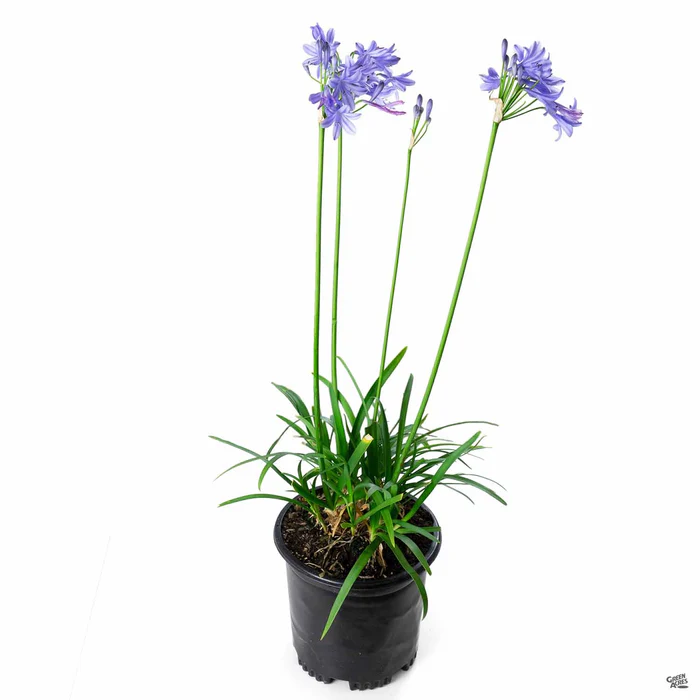Lily of the Nile 'Peter Pan'