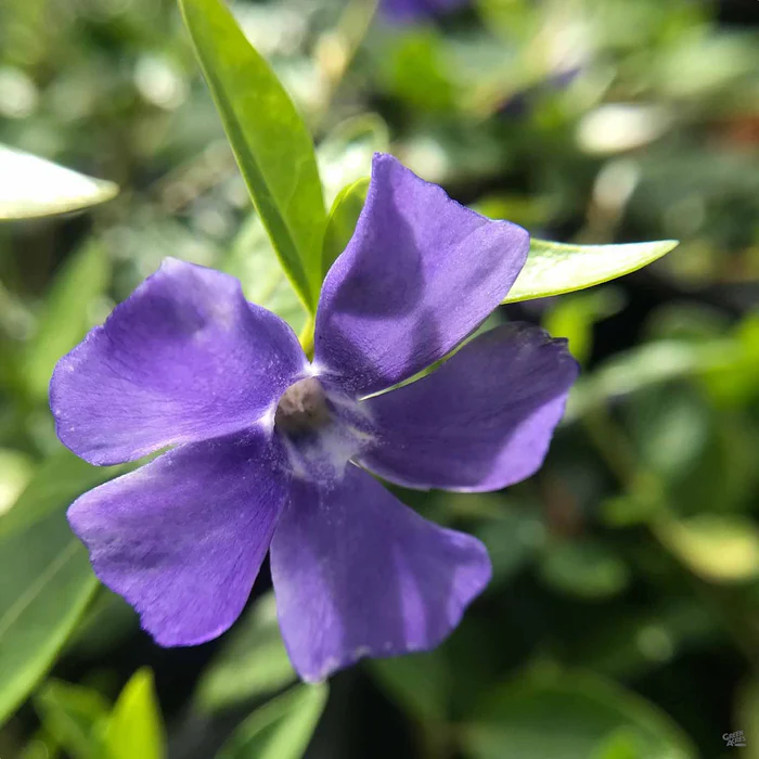 Periwinkle 'Bowles Mauve'