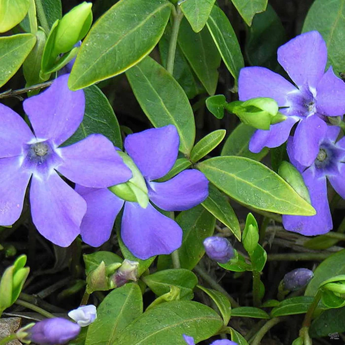 Periwinkle 'Bowles Mauve'