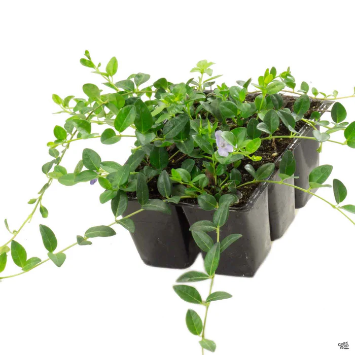 Periwinkle 'Bowles Mauve'