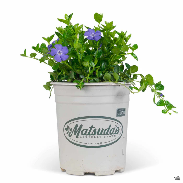 Periwinkle 'Bowles Mauve'