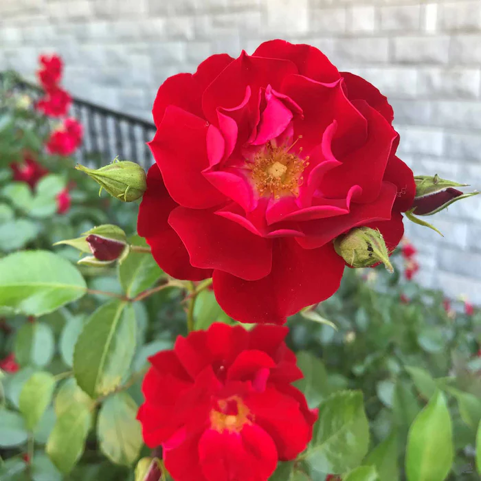 Flower Carpet Scarlet Rose