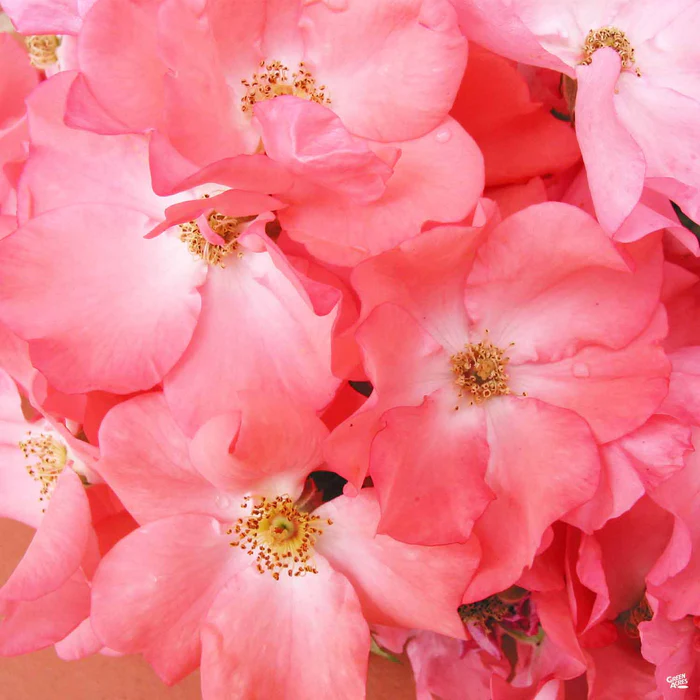 Landscape Rose 'Coral'