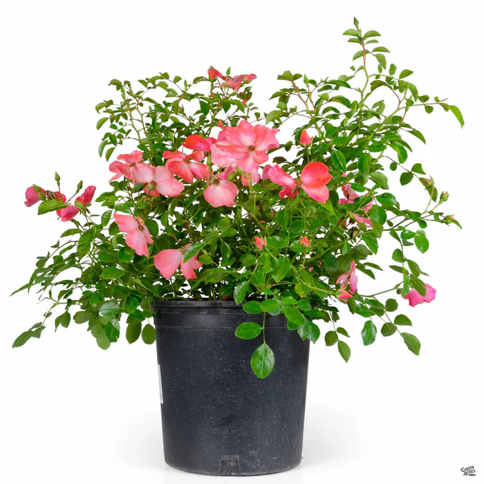 Landscape Rose 'Coral'