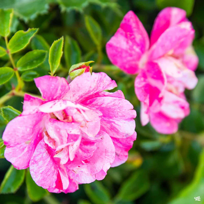 Flower Carpet Pink Splash Rose