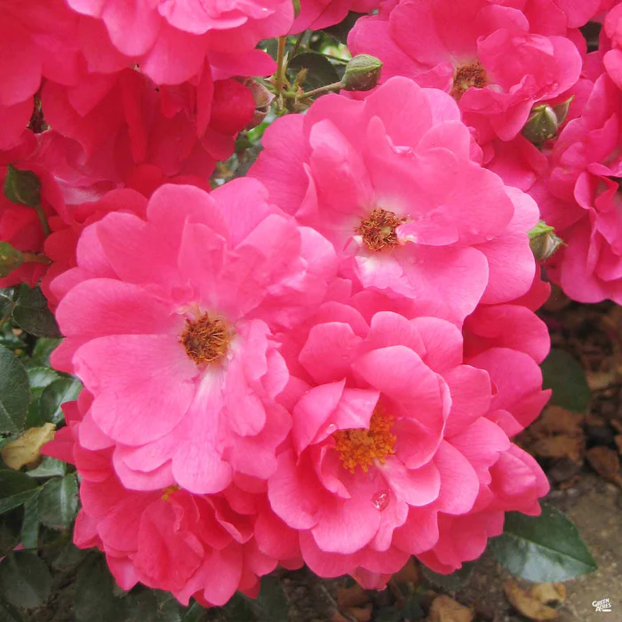 Flower Carpet Pink Supreme Rose