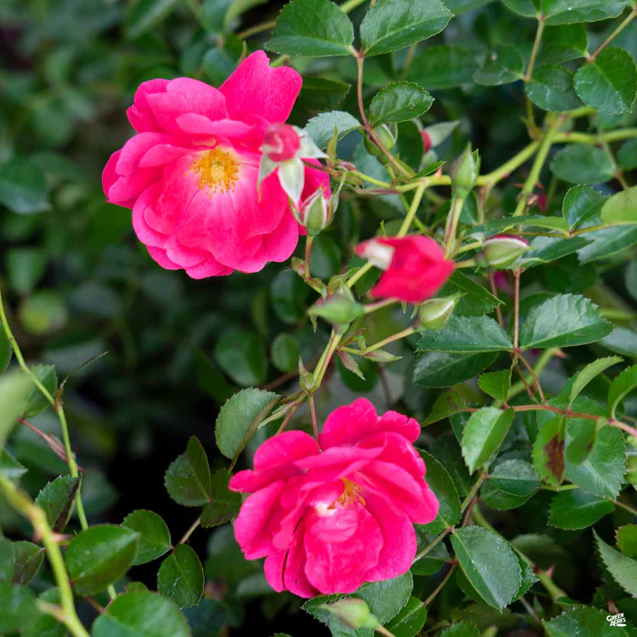 Flower Carpet Pink Supreme Rose
