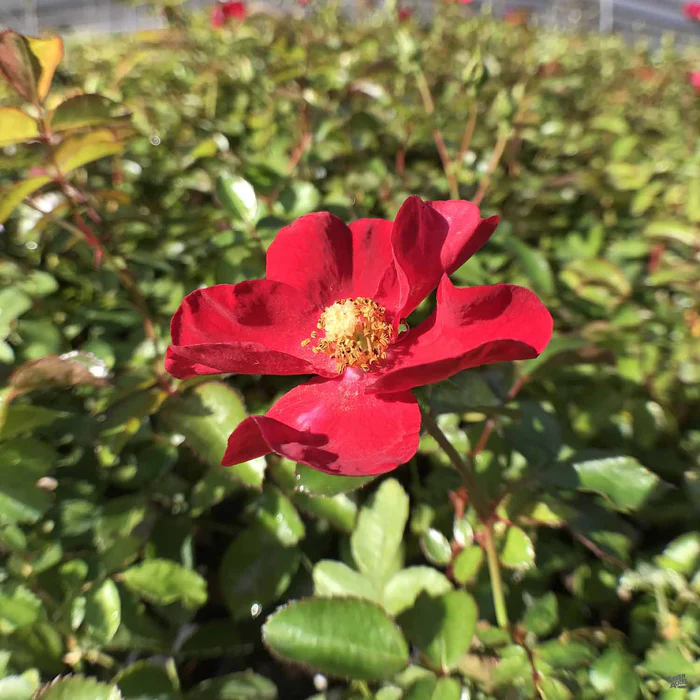 Landscape Rose 'Red'