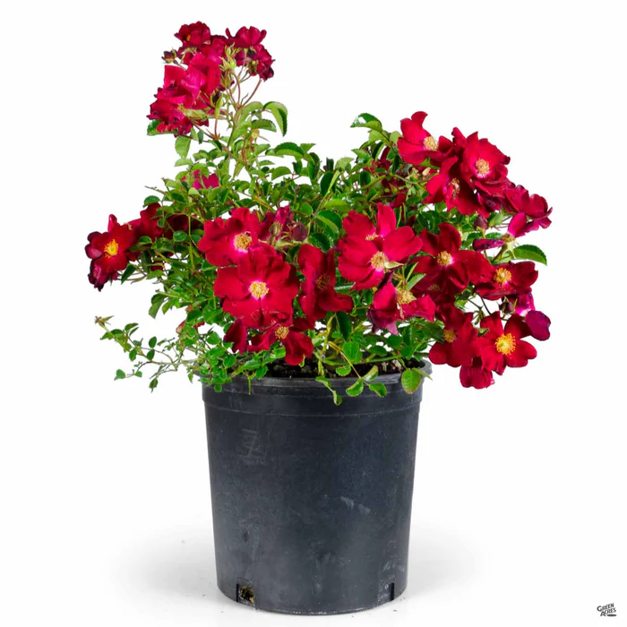 2509-landscape-rose-red-2.webp Landscape Rose 'Red'