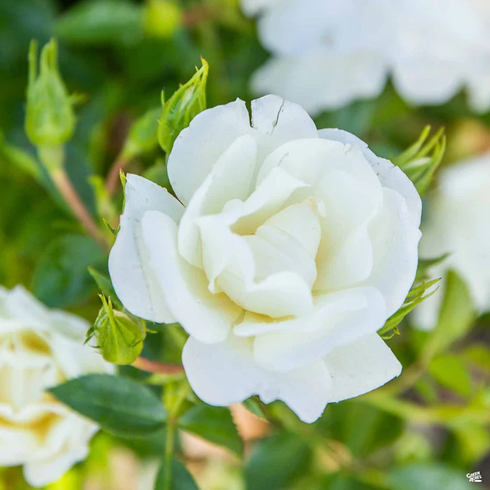 Landscape Rose 'White'