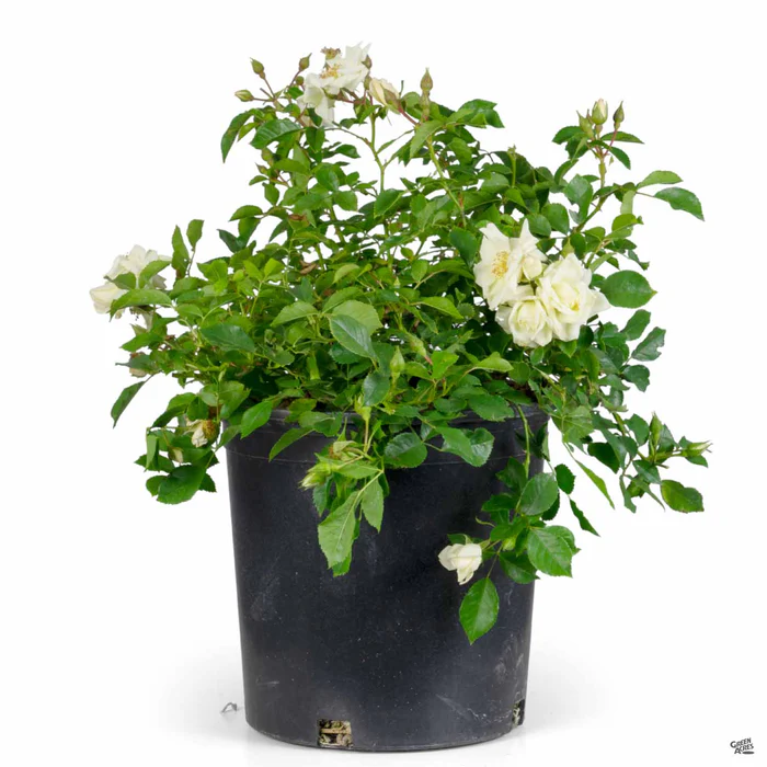 Landscape Rose 'White'