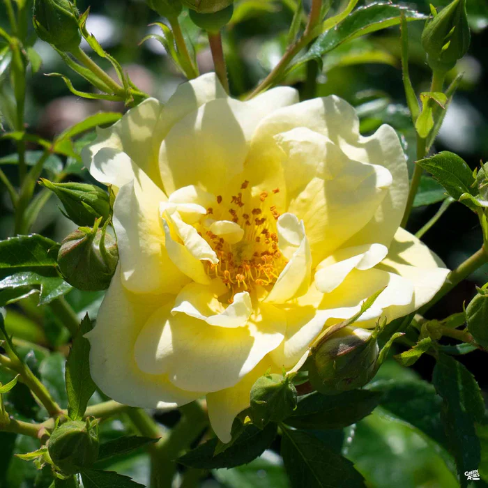 Flower Carpet Yellow Rose