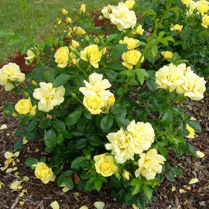 Flower Carpet Yellow Rose