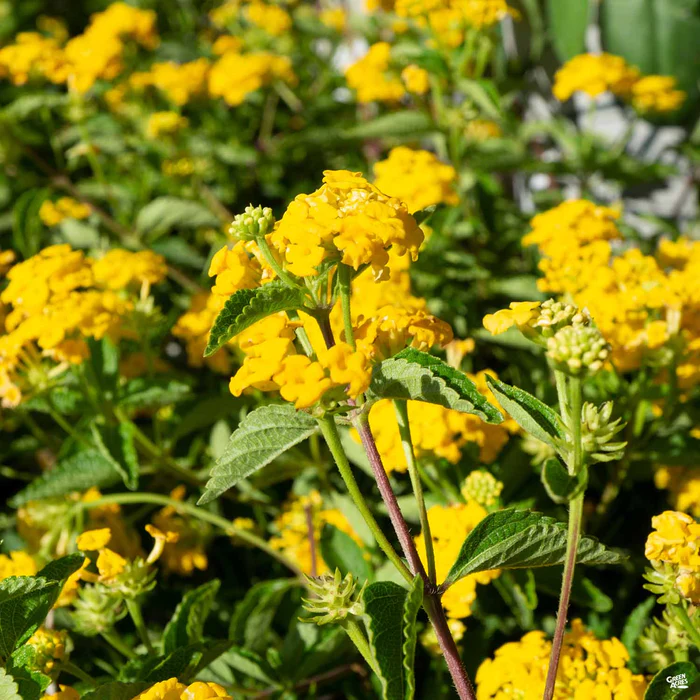 New Gold Lantana