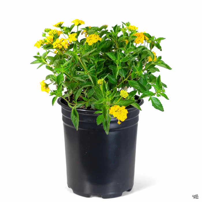 New Gold Lantana