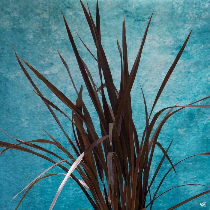 New Zealand Flax 'Mat's Merlot' | Matsuda's