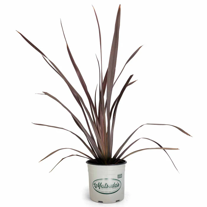 New Zealand Flax 'Mat's Merlot' | Matsuda's