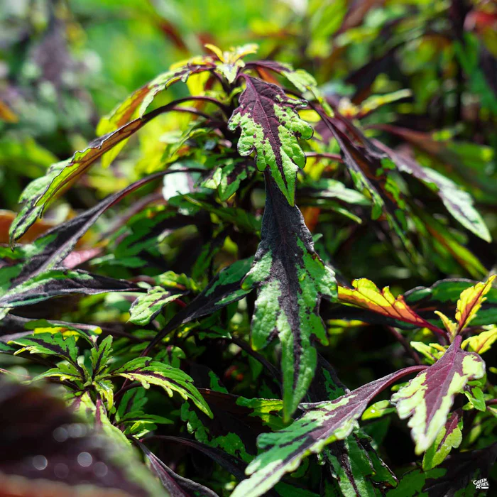 2519-flamethrower-coleus-1.webp FlameThrower Coleus