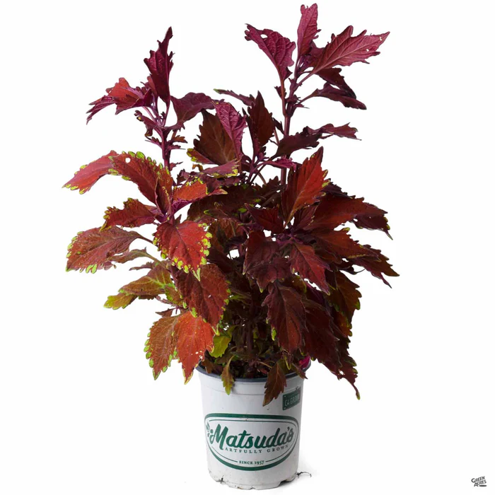 2519-flamethrower-coleus-10.webp FlameThrower Coleus
