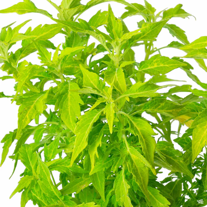 2519-flamethrower-coleus-11.webp FlameThrower Coleus