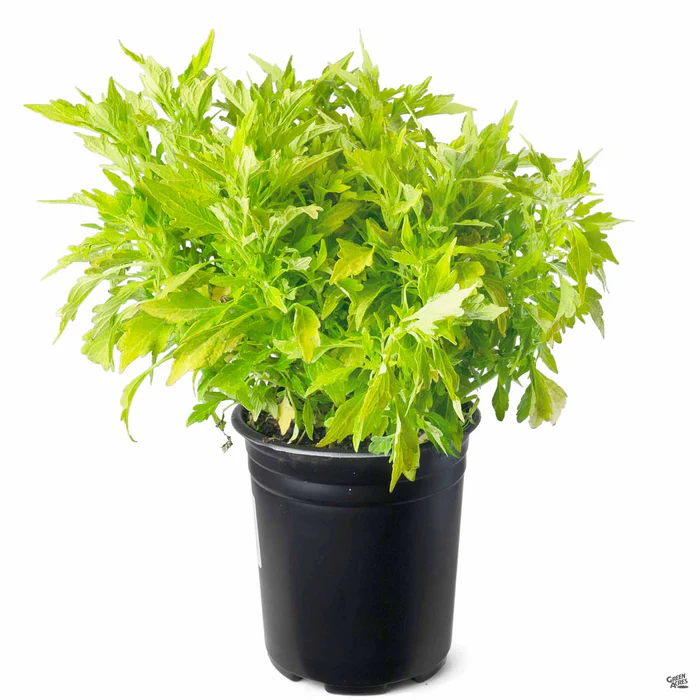 2519-flamethrower-coleus-12.webp FlameThrower Coleus