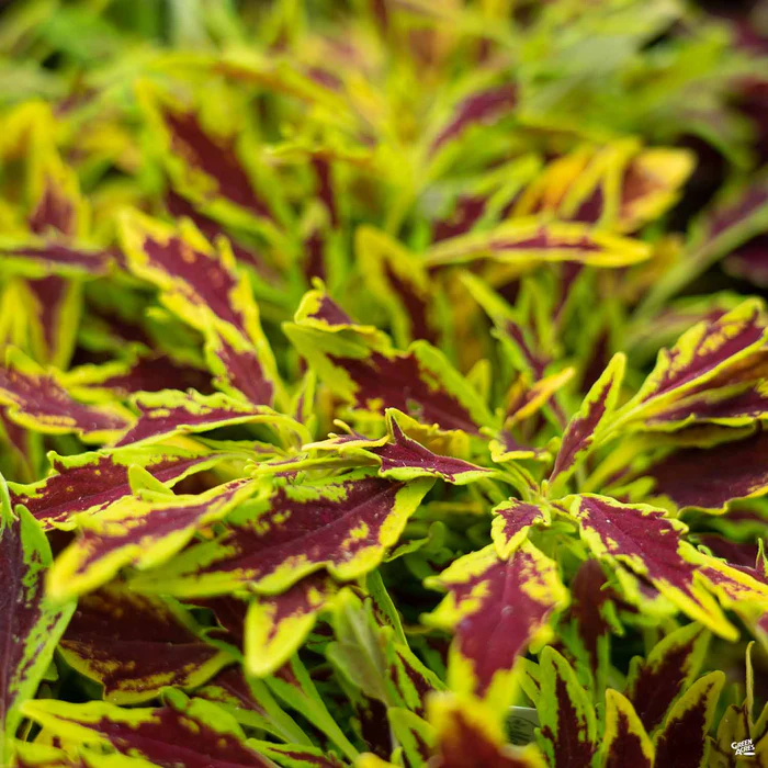 2519-flamethrower-coleus-13.webp FlameThrower Coleus