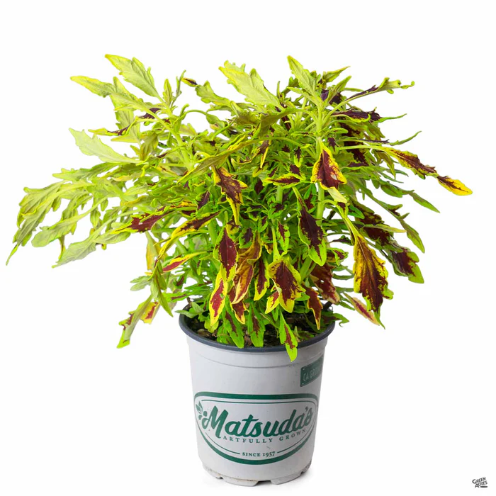 2519-flamethrower-coleus-14.webp FlameThrower Coleus