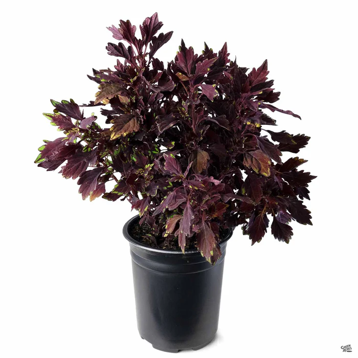 2519-flamethrower-coleus-15.webp FlameThrower Coleus