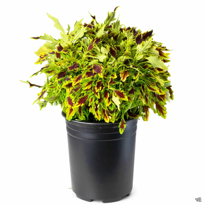 2519-flamethrower-coleus-16.webp FlameThrower Coleus