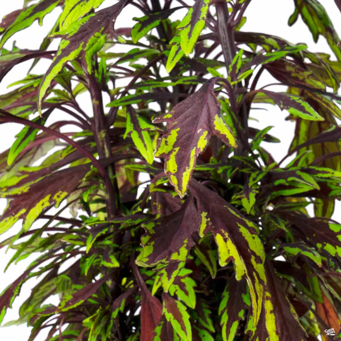2519-flamethrower-coleus-2.webp FlameThrower Coleus
