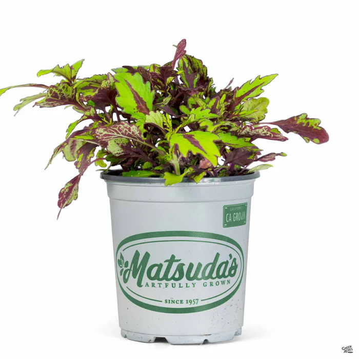 2519-flamethrower-coleus-3.webp FlameThrower Coleus