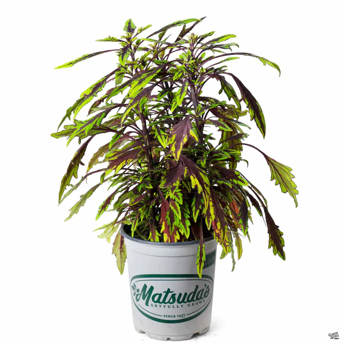 2519-flamethrower-coleus-4.webp FlameThrower Coleus