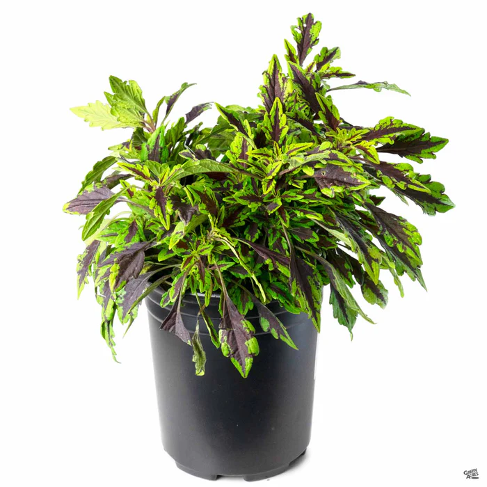 2519-flamethrower-coleus-5.webp FlameThrower Coleus