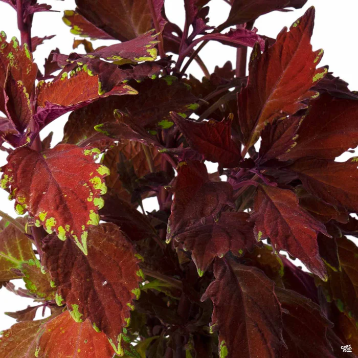 2519-flamethrower-coleus-6.webp FlameThrower Coleus