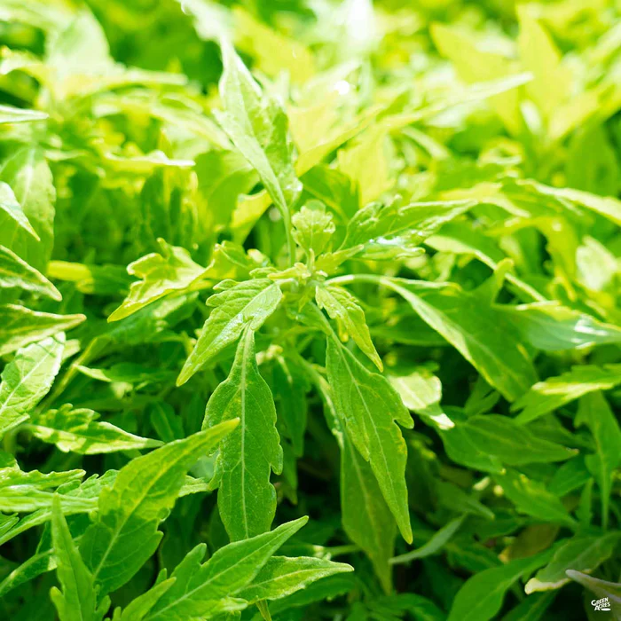 2519-flamethrower-coleus-7.webp FlameThrower Coleus