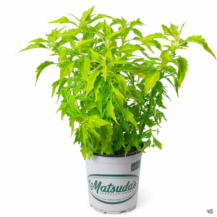 2519-flamethrower-coleus-8.webp FlameThrower Coleus