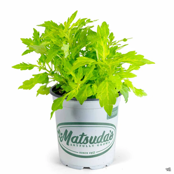 2519-flamethrower-coleus-9.webp FlameThrower Coleus