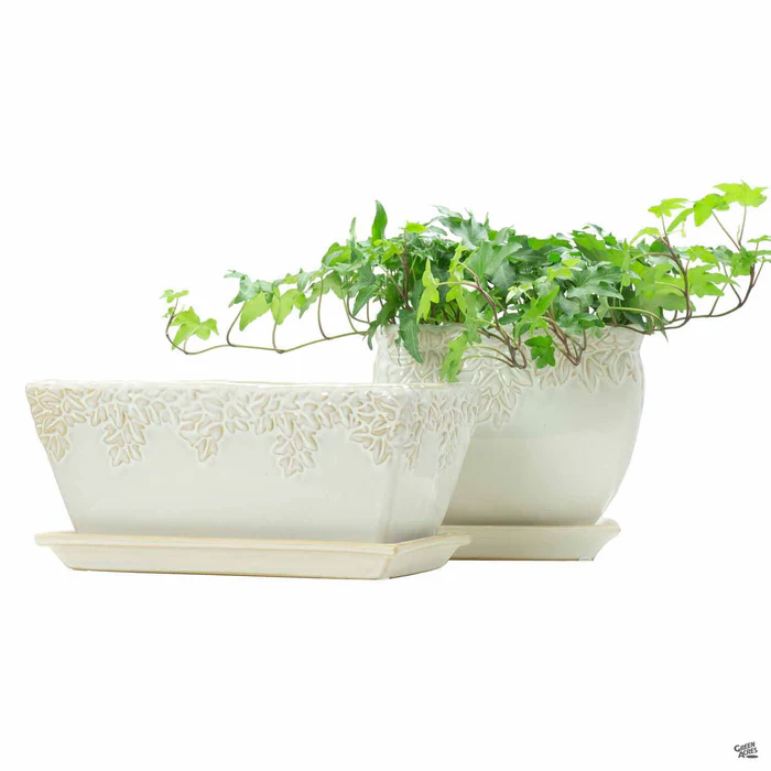 252-ivy-league-1.webp Ivy League